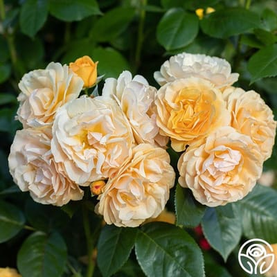 Julia Child Floribunda Rose