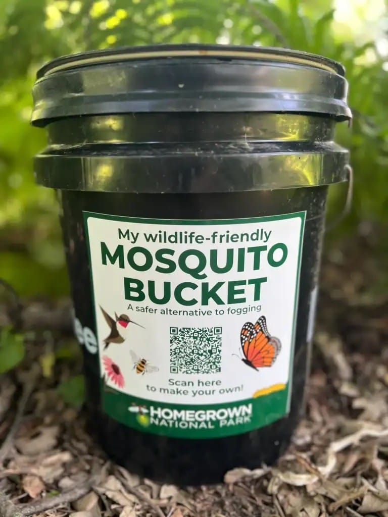 Making mosquito buckets for your backyard