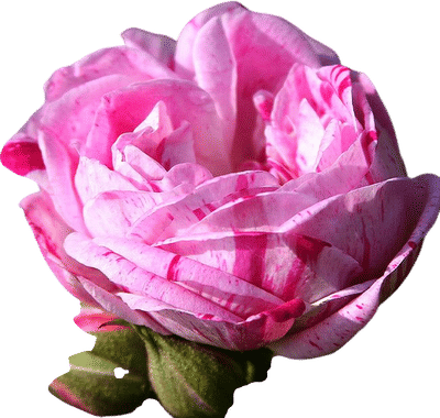 Honorine de Brabant Rose
