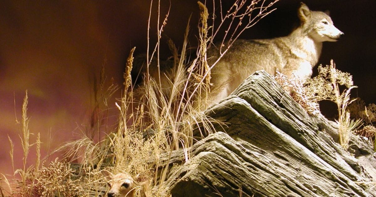 White Memorial Conservation Center
