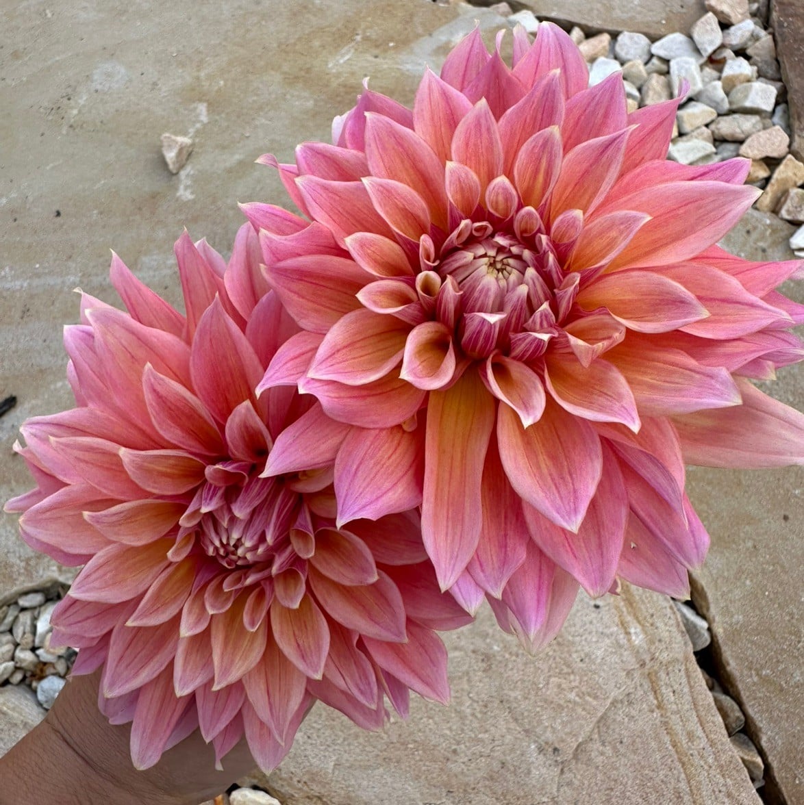 Bay View Flower Farm: Our Dahlia Collection