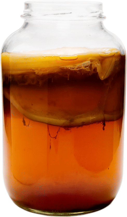 kombucha