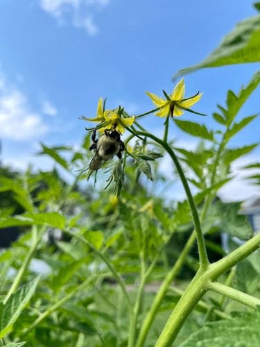 Cheering on the pollinators in your garden
