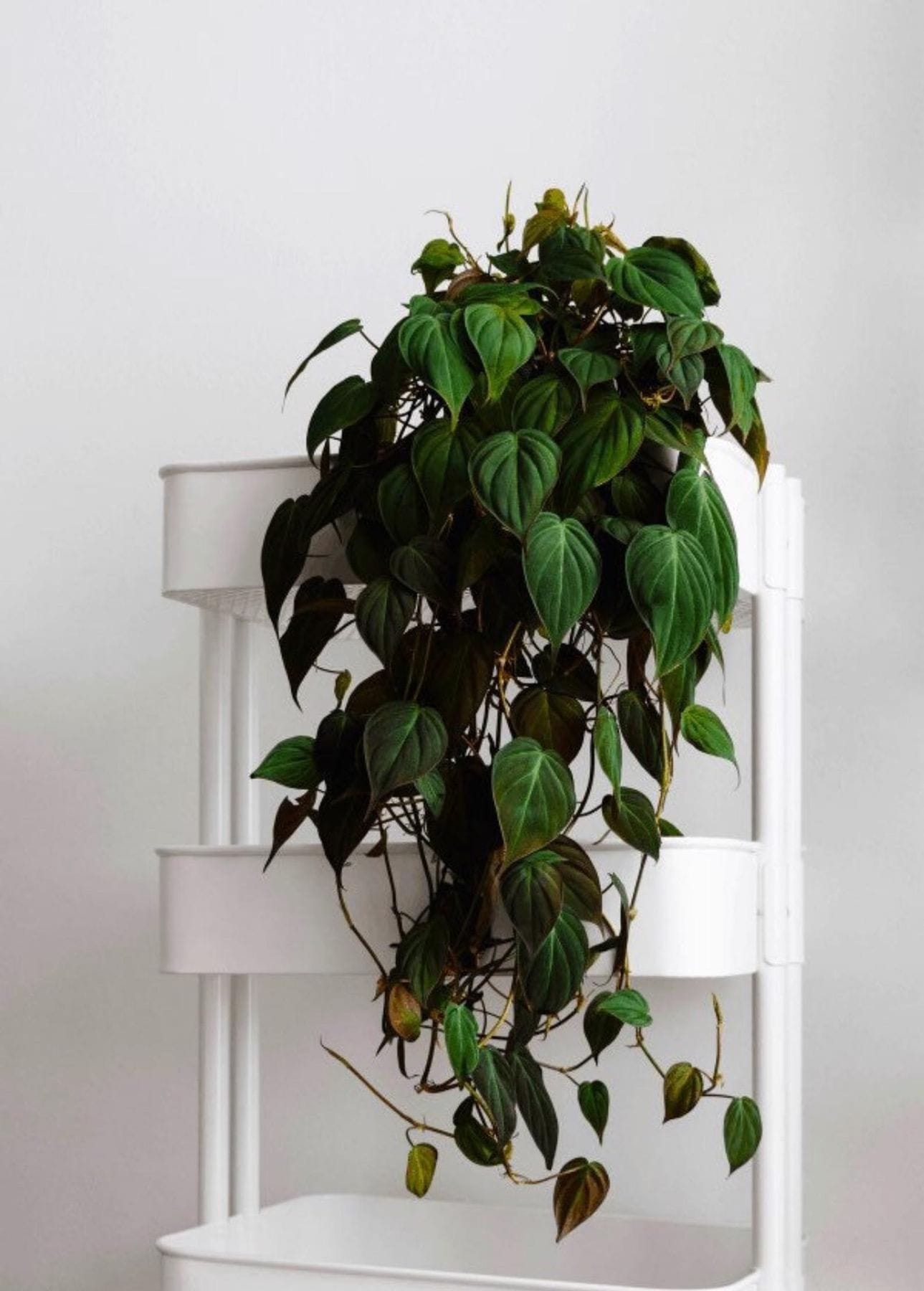 Philodendron Micans