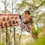 African Fund for Endangered Wildlife - Giraffe Centre