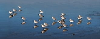 sanderlings