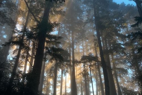 mount tam’s pantoll campground