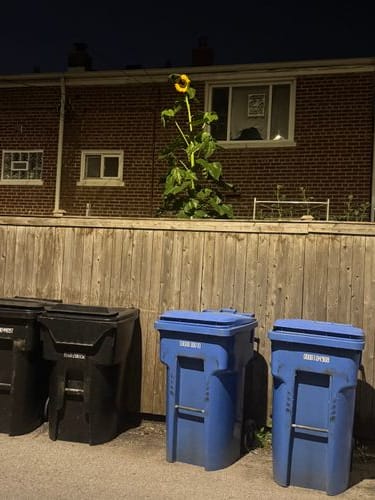 my friends’ sunflower