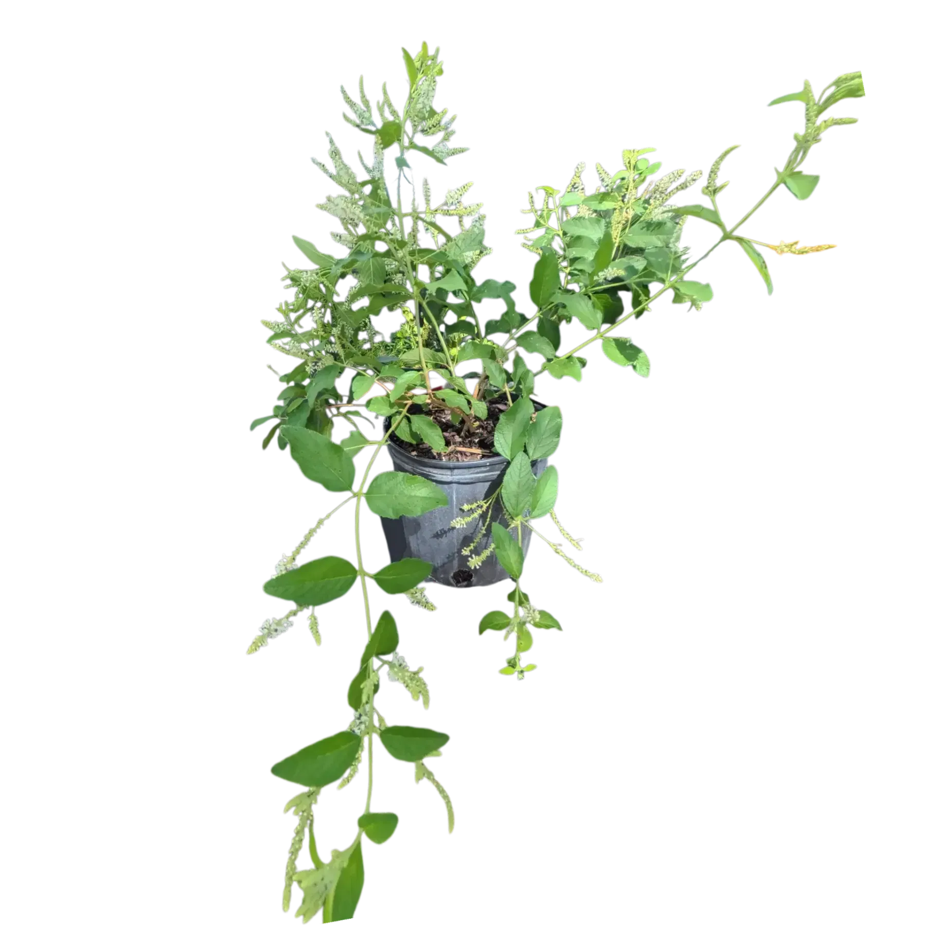Almond Verbena