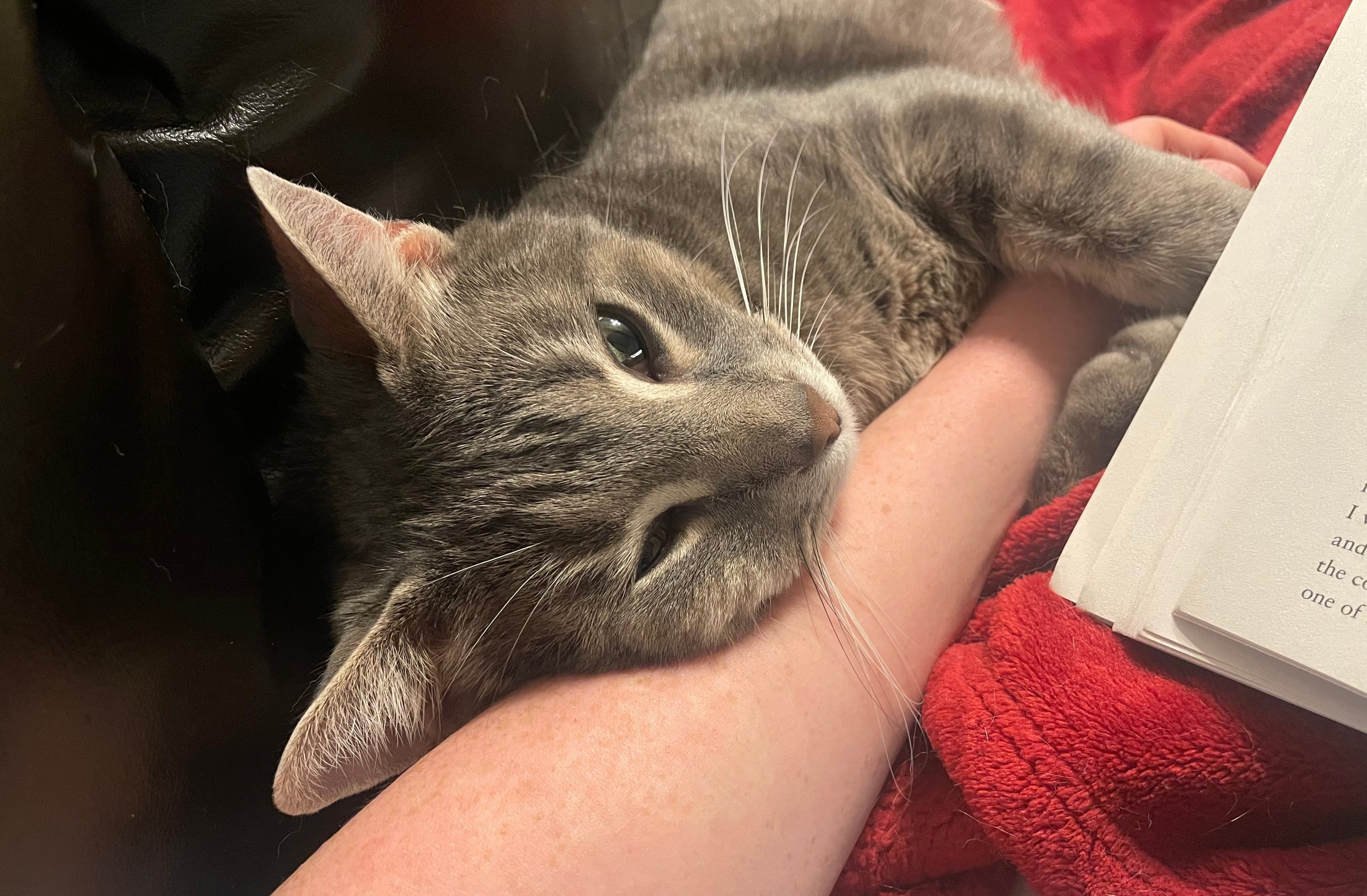 Having a needy cat