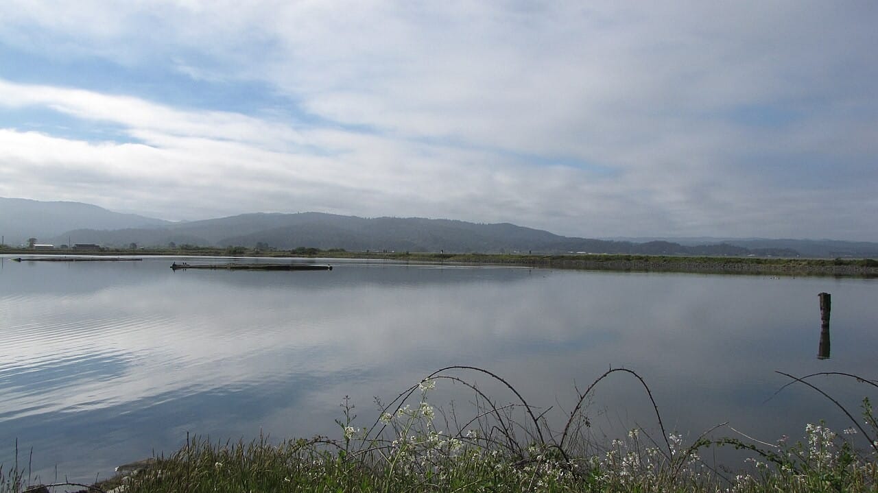 Arcata Marsh and Wetlands