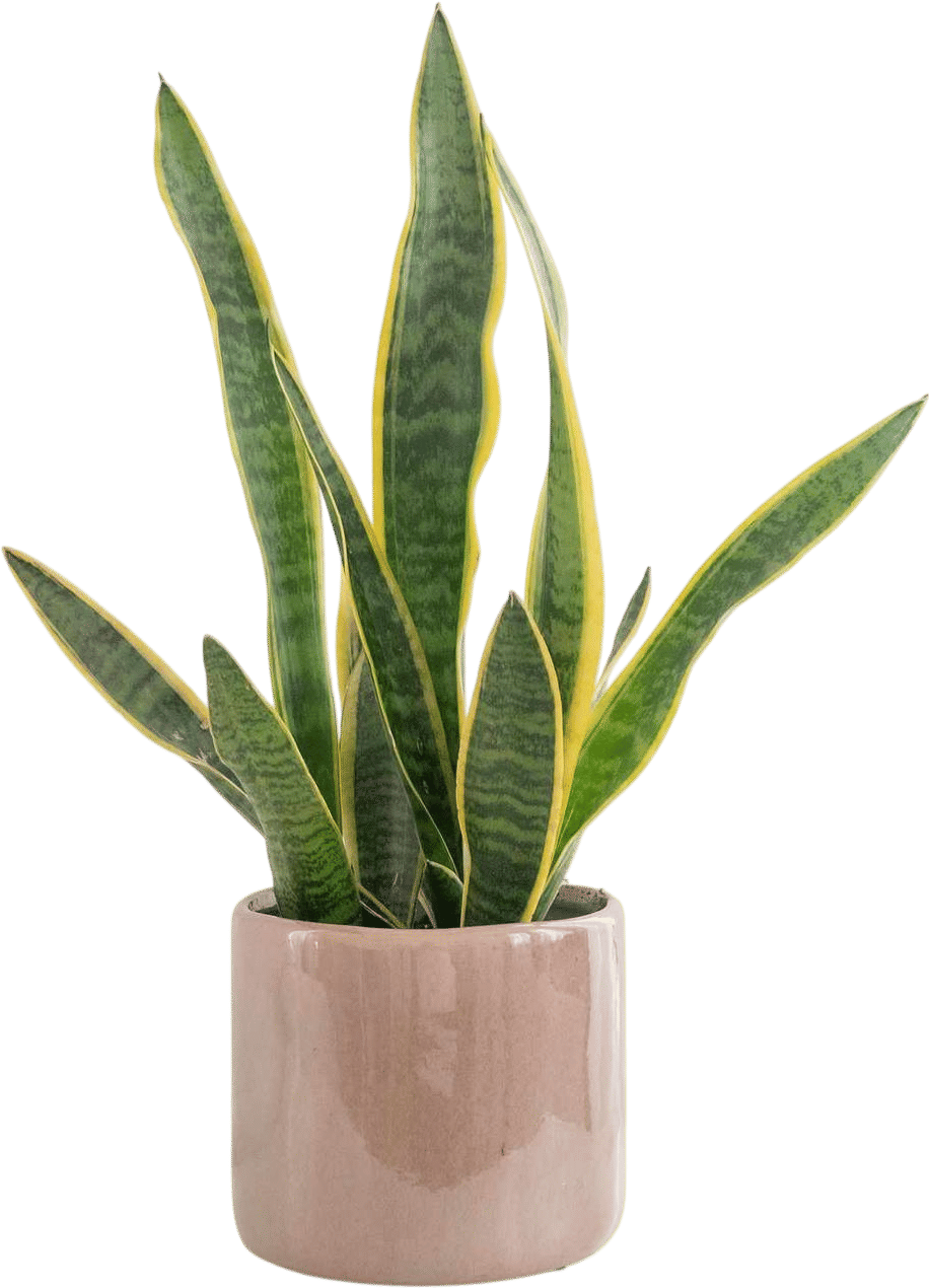 snake plant