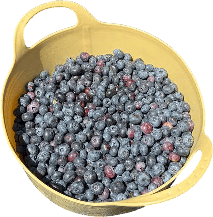 PYO blueberries