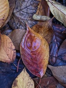 my own personal autumn playlist