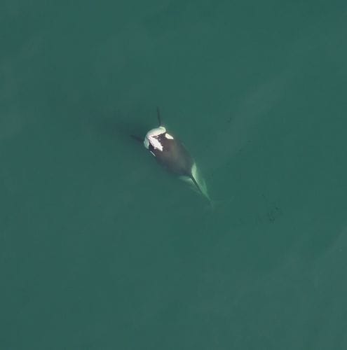 Orcas wearing salmon hats