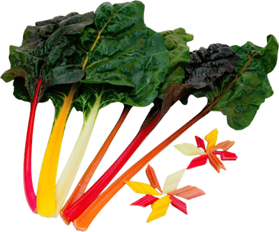 Five Color Silverbeet Swiss Chard Seeds