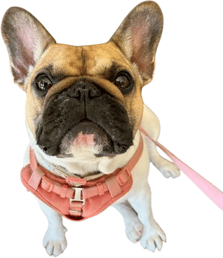 French Bulldogs