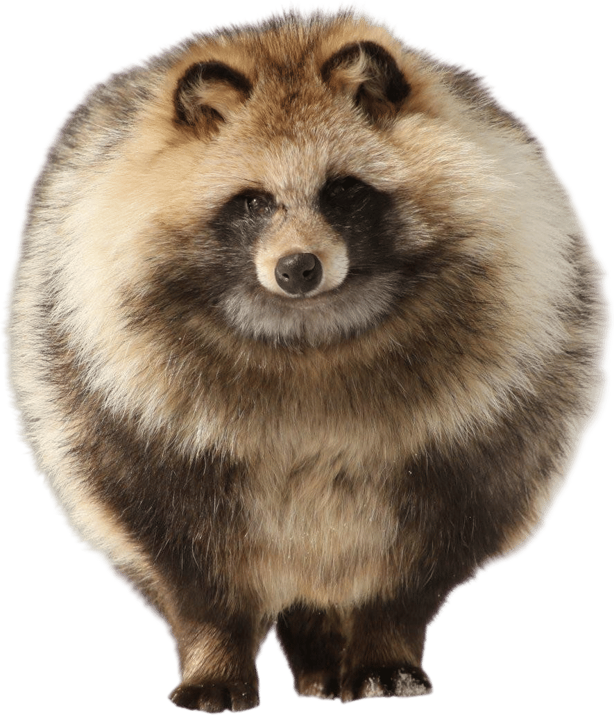 Tanuki