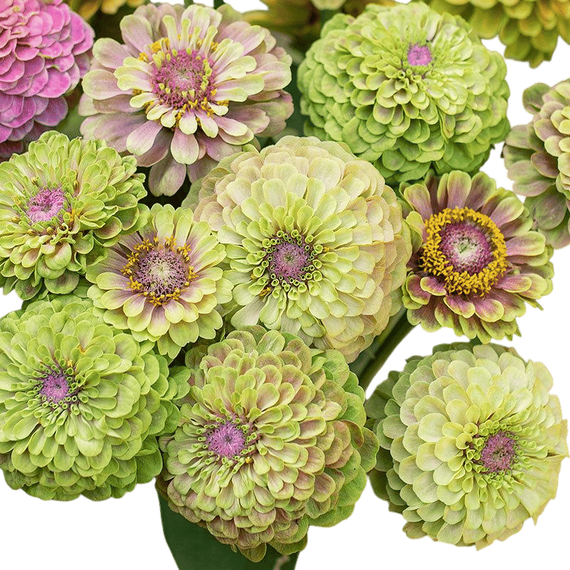 Queeny Lime Green Zinnias