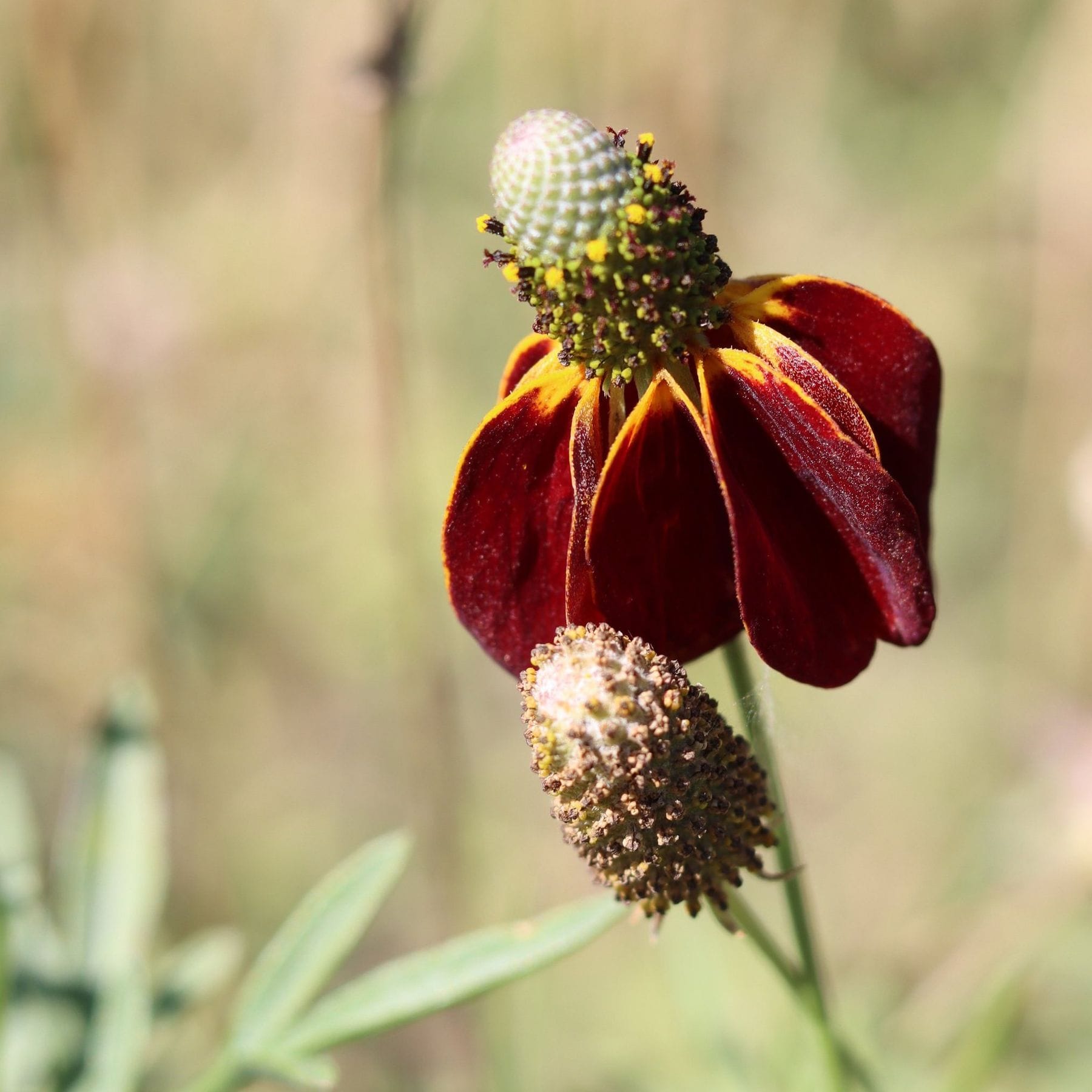 Red Upright Prairie Coneflower Seeds