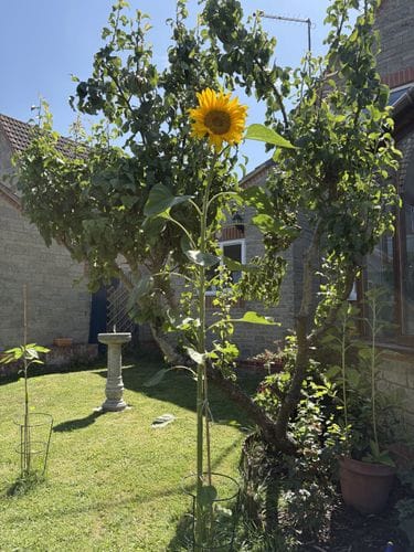 Gardening