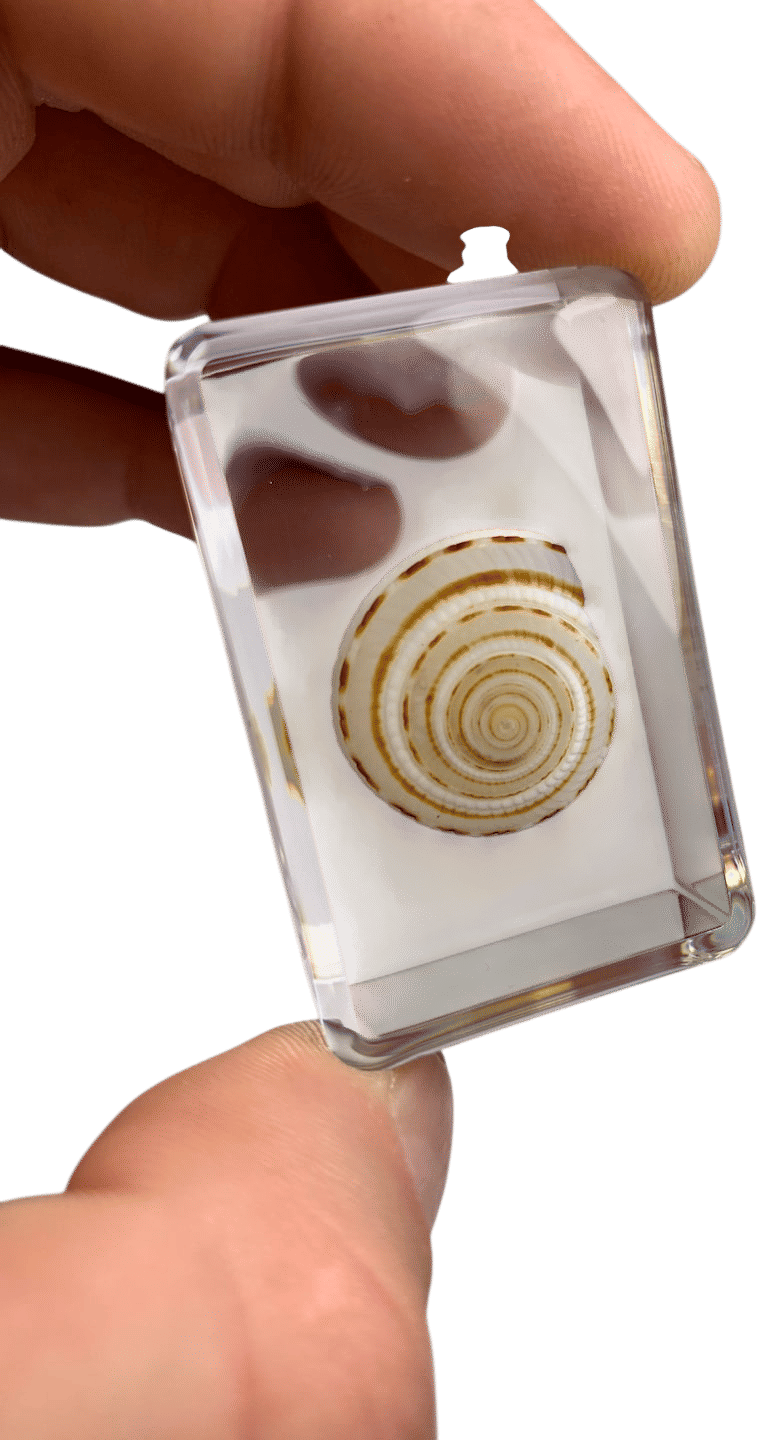 Architectonica Shell Specimen: Lucite Resin Encased Seashell