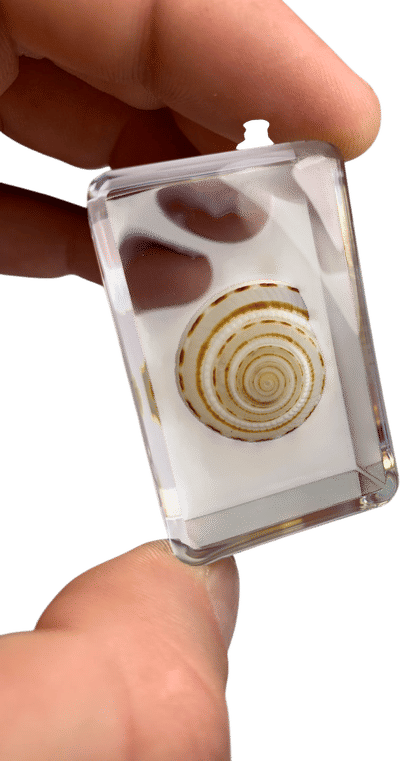 Architectonica Shell Specimen