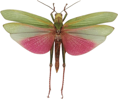 Justin Venezia Insect Art Print