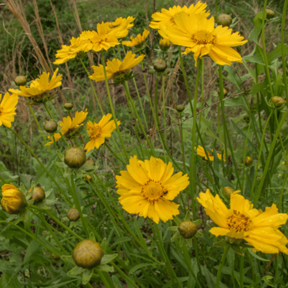 Coreopsis