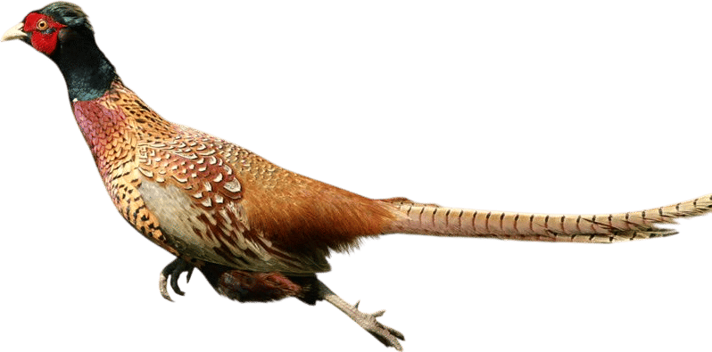 a pheasant running