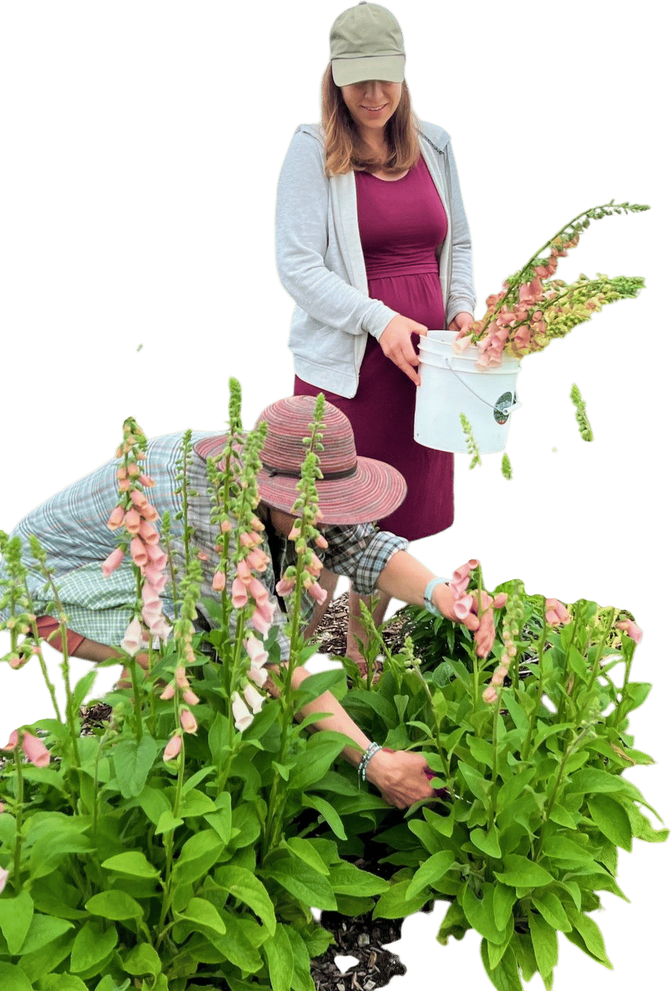 U-Pick Flower CSA