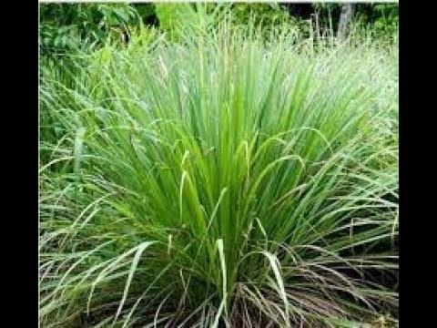 Herb of the Week: Lemongrass