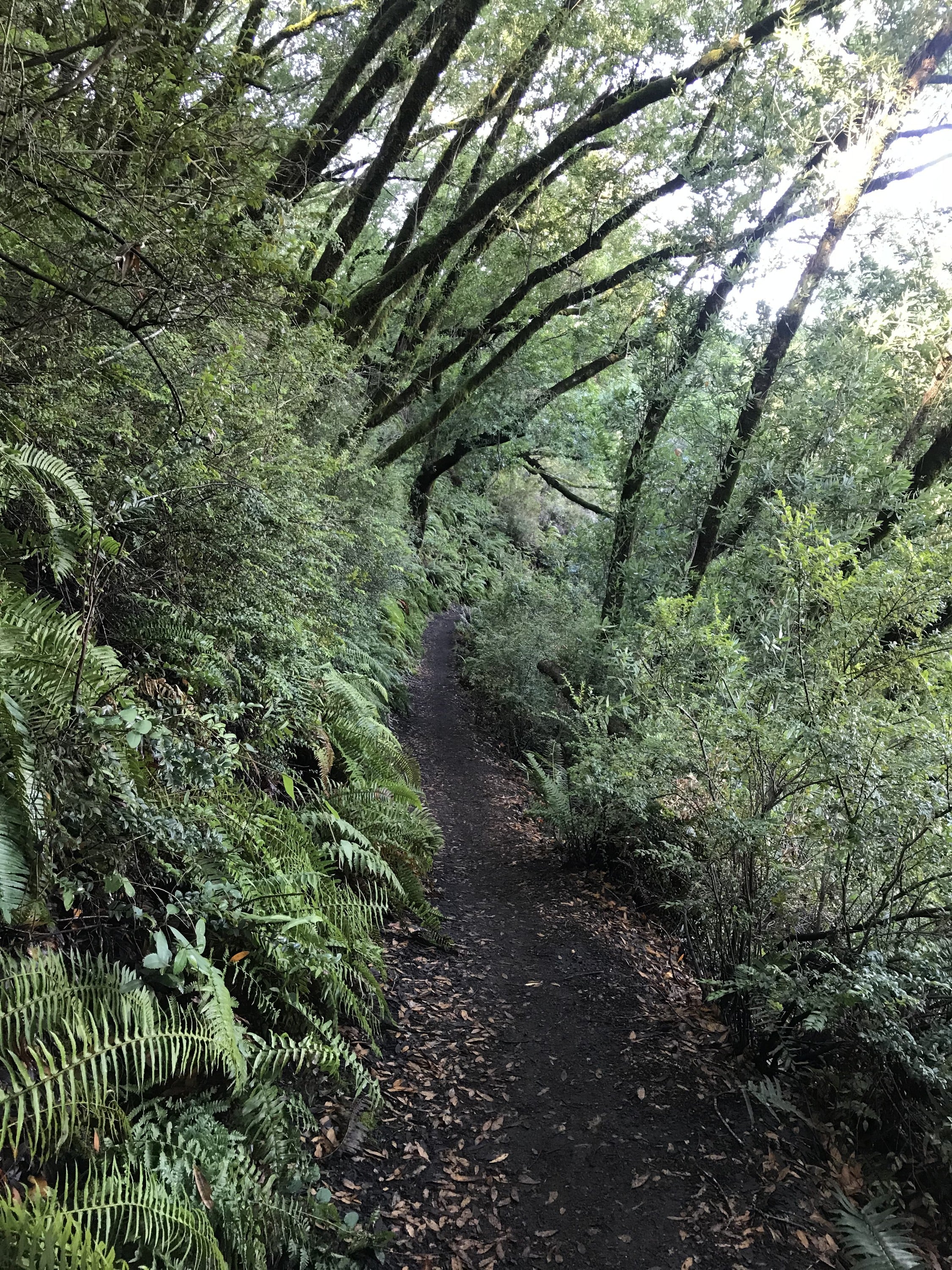 Huckleberry Botanic Regional Preserve