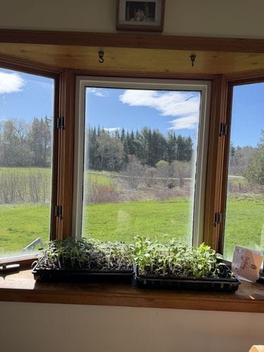 Low Expectations Gardening