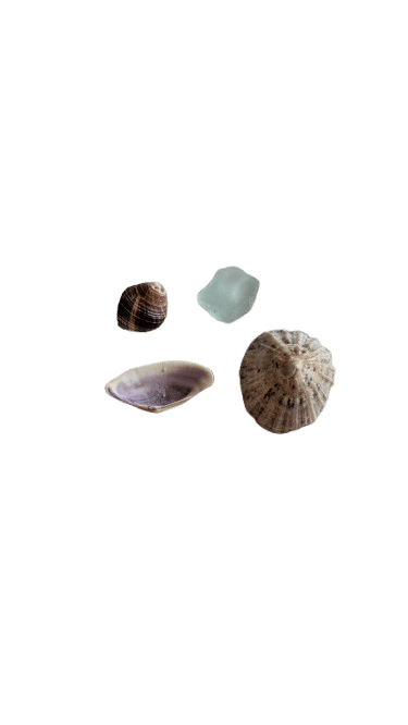 picking up tiny seashells at different beaches