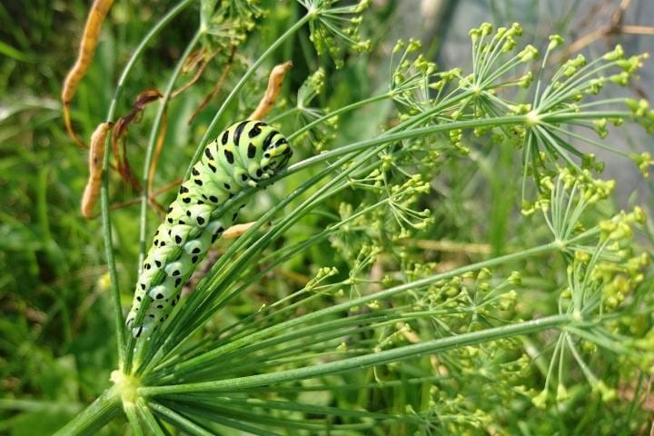 Plant dill for the butterflies!