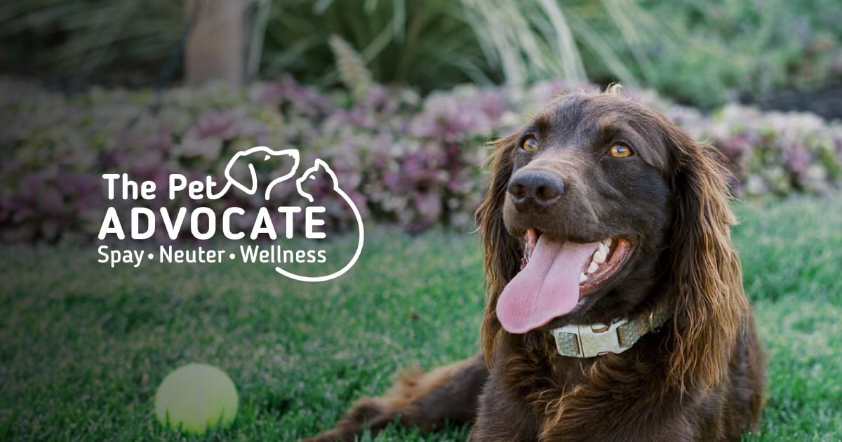 The Pet Advocate