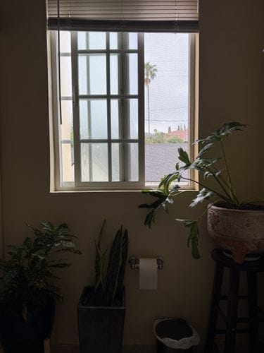 Plants in the bathroom