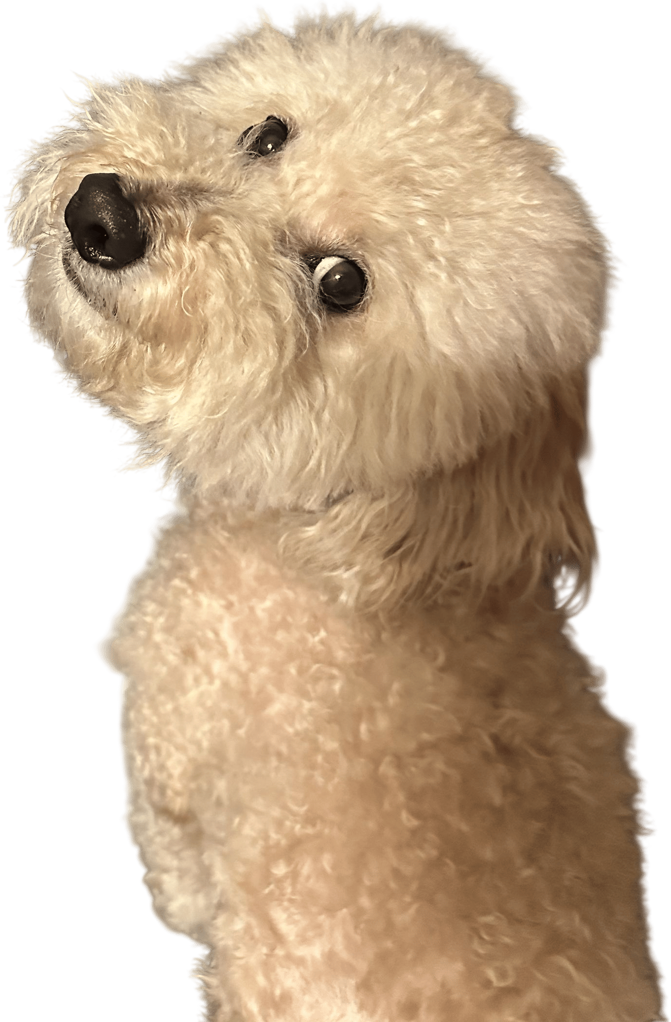 Having a dog