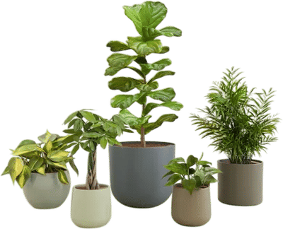 Easyplant