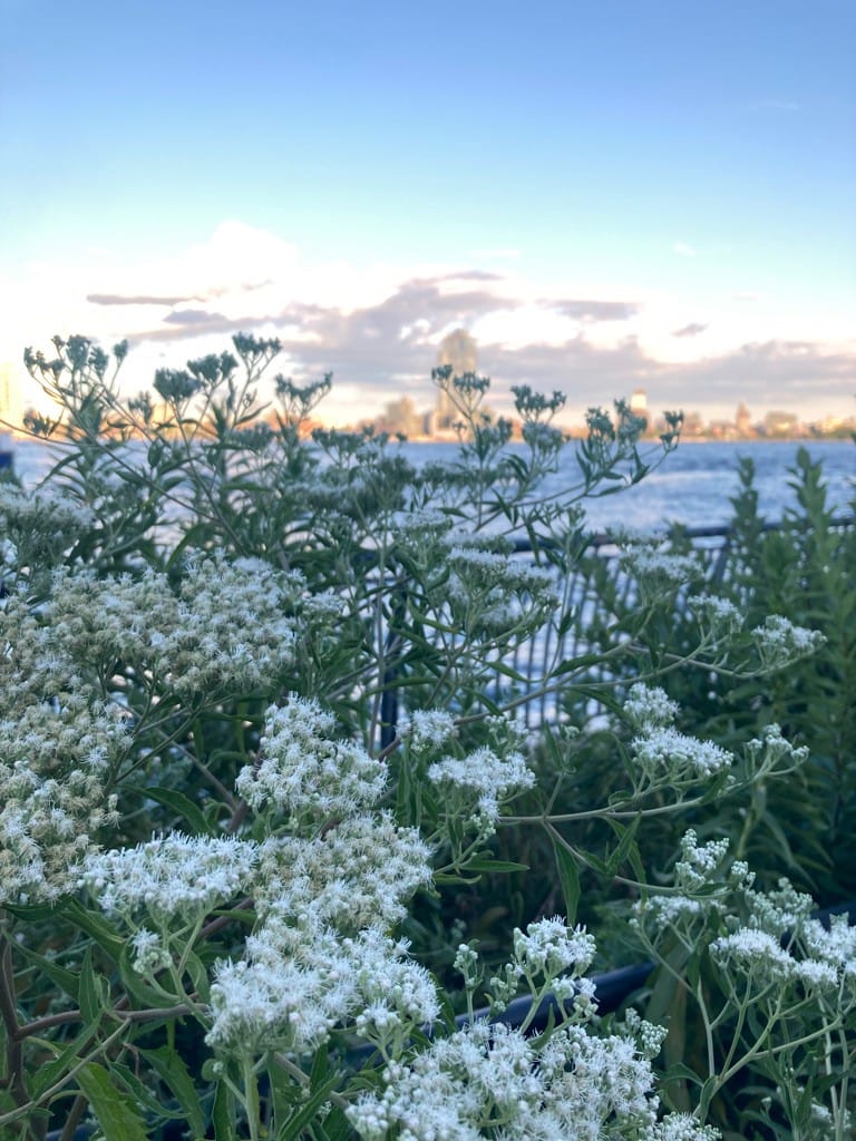 Eupatorium serotinum | late boneset