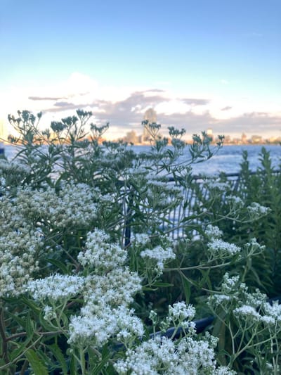 Eupatorium serotinum