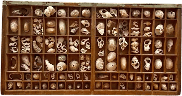 Printer's tray seashell display