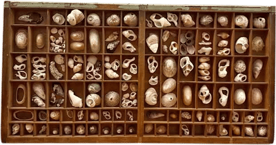 Printer's Tray Seashell Display