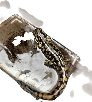 Yellow spotted salamander
