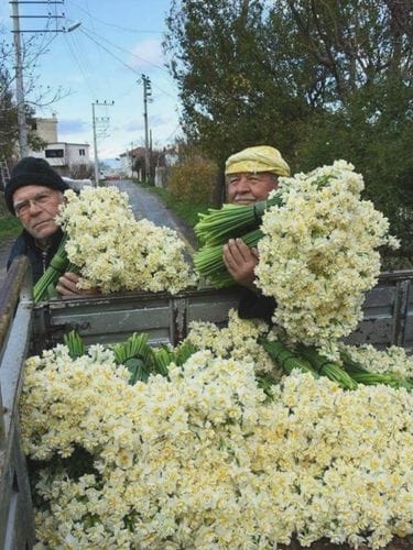 Vegetal
