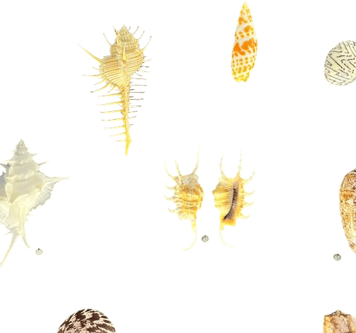 bailey-matthews national shell museum and aquarium