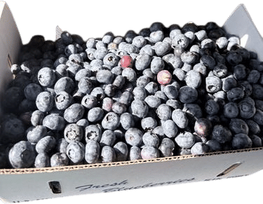 Michigan Blueberries