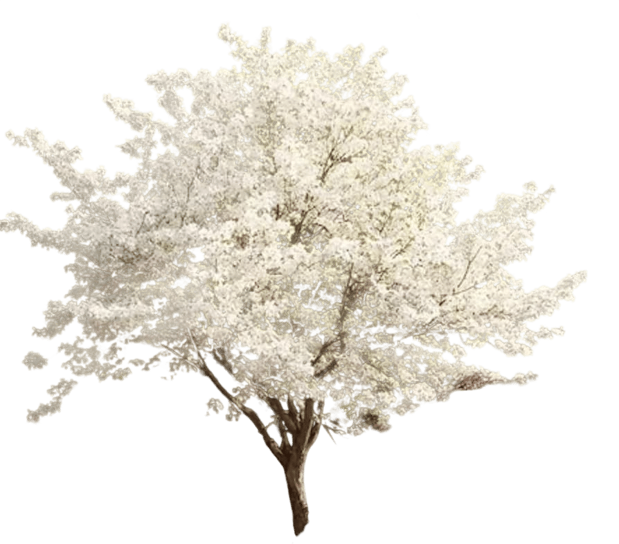Dogwood Tree