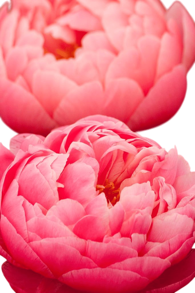 Coral Charm Peonies